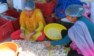 Himalayan Farm Connect LLP.